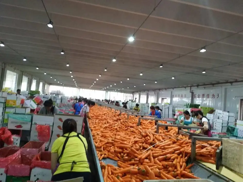  Китайская фабрика по производству свежей моркови экспортирует 2018