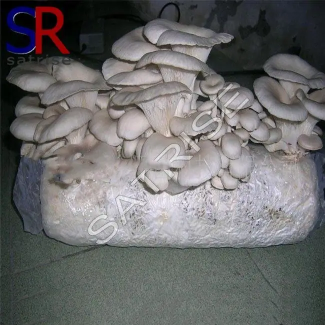 Tricholoma matsutake mushroom log grow kit