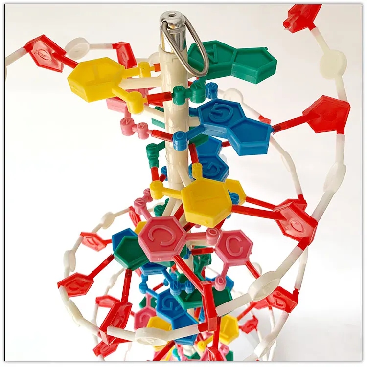 DNA molecule structure model / Biological anatomical model