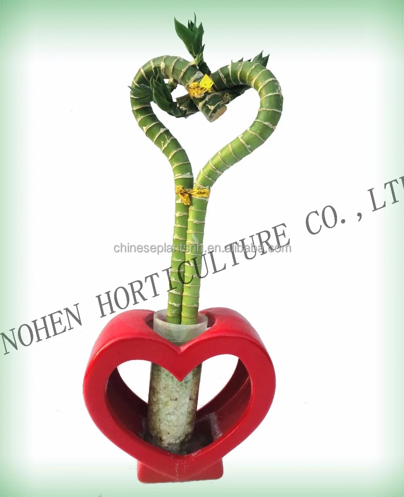 Bamboo, DRACAENA SANDERIANA, aquatic feng shui plants for indoor