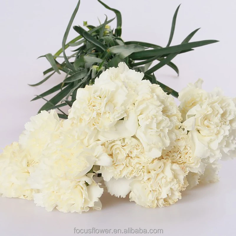 Композиция с натуральными фиолетовыми гвоздиками и белыми цветами на День святого Валентина