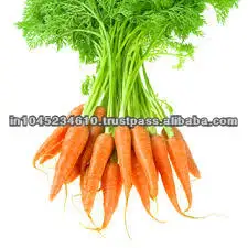100% Natural & Fresh Carrot Seed Oil at Least Price