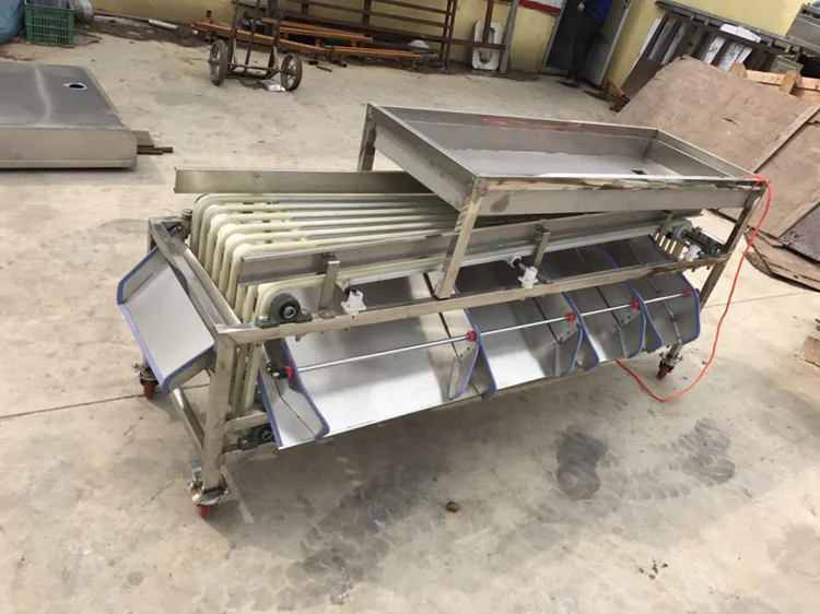 
Automatic dates sorting machine auto medjool date size grading equipment favorite price on sale 