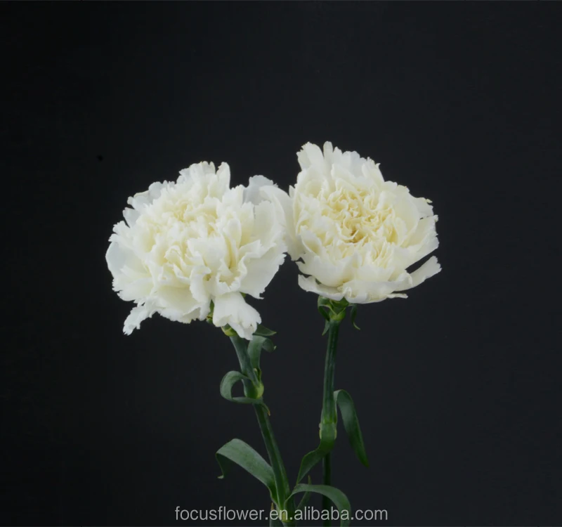 Композиция с натуральными фиолетовыми гвоздиками и белыми цветами на День святого Валентина