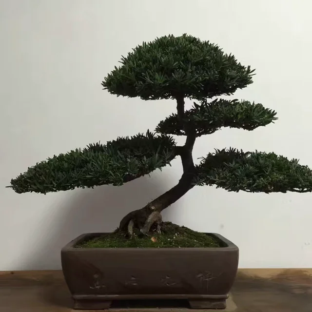 
Крытый красивый маленький настоящий бонсай Yew Podocarpus /Yacca 