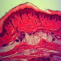 Animal Tissue Microscope Slide Set for Quality Teaching Research Zoology Histology Prepared Slides