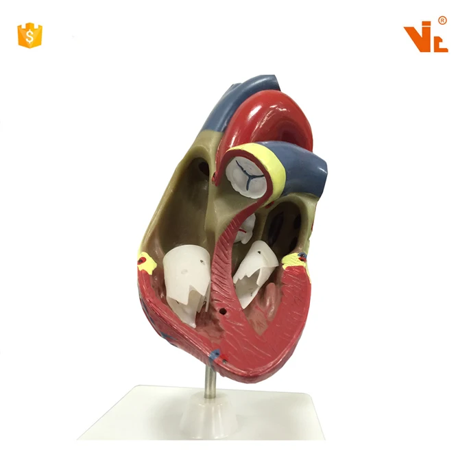 V-AM025 Natual Size Plastic  Human Heart Anatomical Model For Teaching