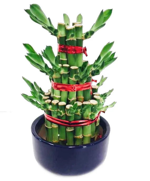 
Tower Lucky Bamboo Dracaena Sanderiana 