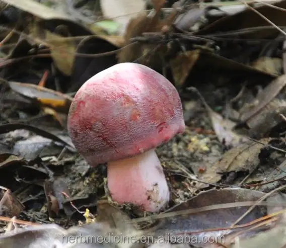
Dried whole for food fungus Russula vinosa Lindblad 