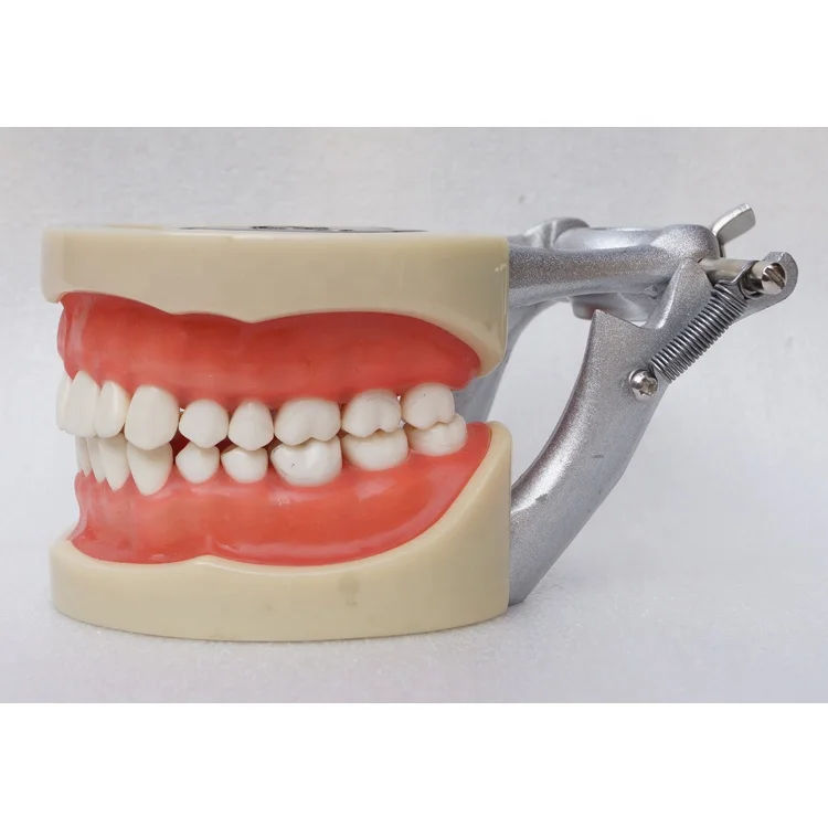 dental tooth demonstration models with DP articulator