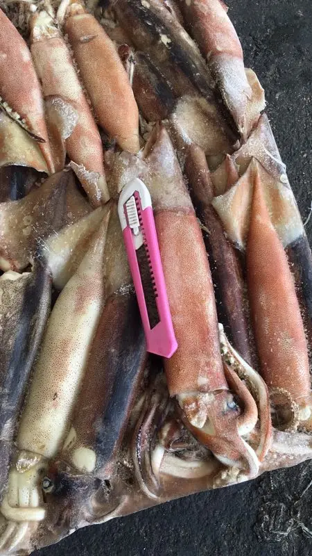 
2021 New season frozen Todarodes Pacificus Squid 