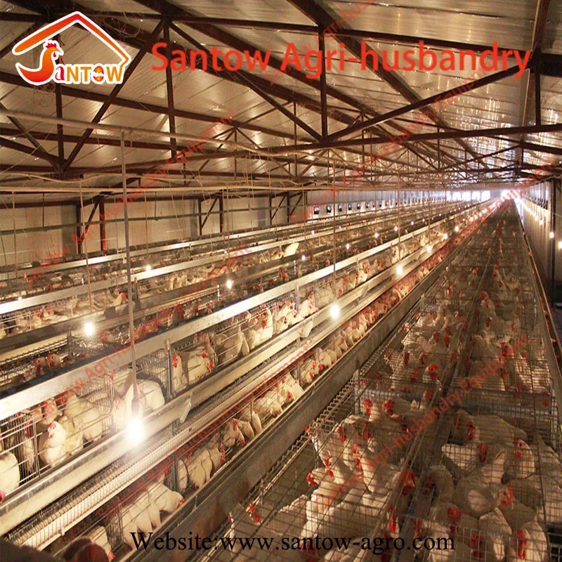 Feeding 5000 chicken 120 birds layer chicken cage type design poultry house
