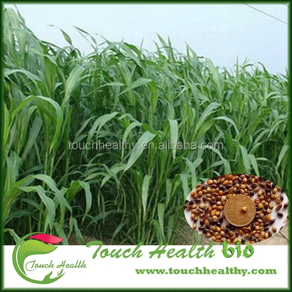 
2021 Sorghum sudanense seeds/sudan grass seeds/forage grass seeds 