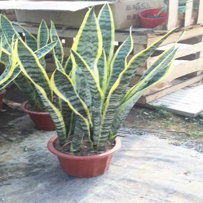 Natural bonsai indoor plant sansevieria
