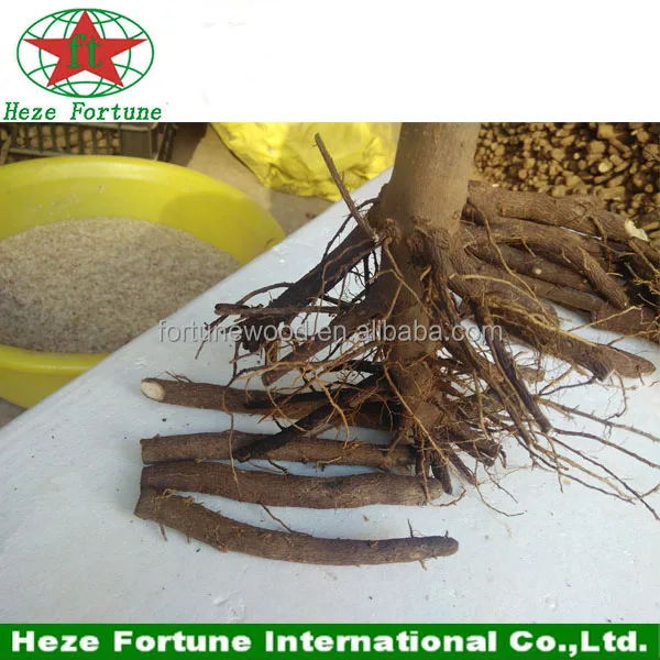 
Paulownia Tree for Planting Type Paulownia Shantong Cutting Root 