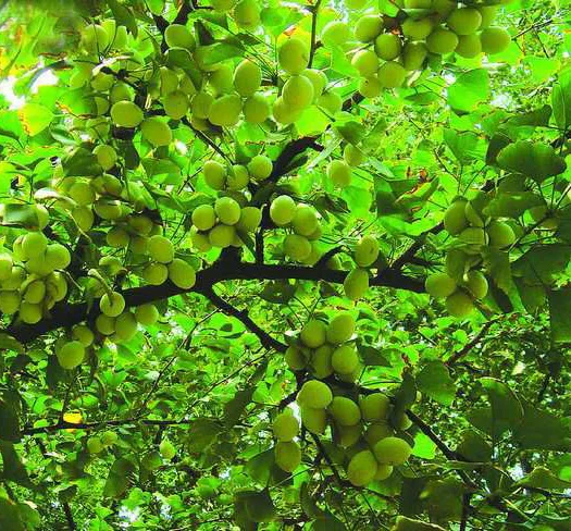Planting ginkgo biloba trees from seeds