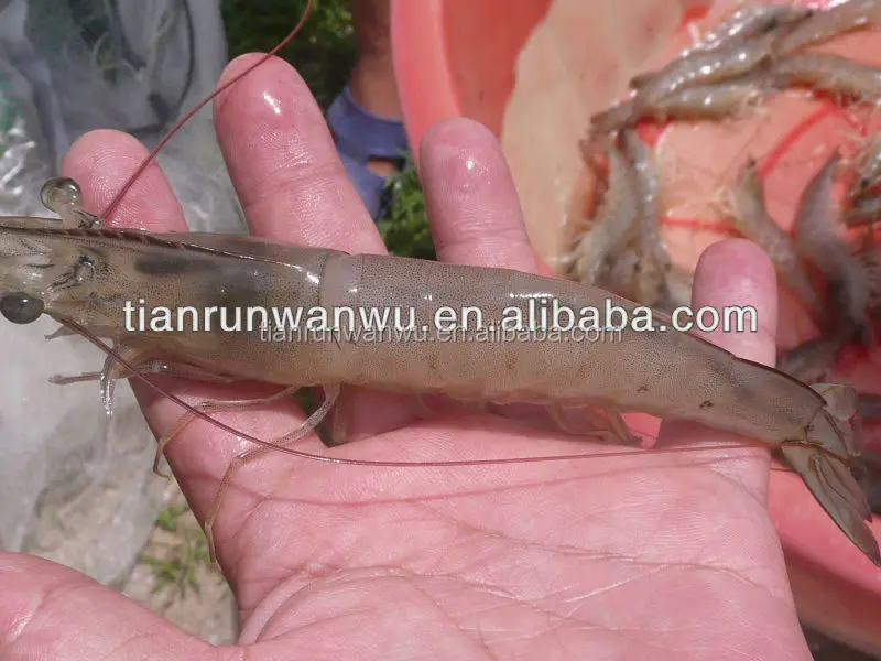 Порошок лактобацилла для аквакультуры