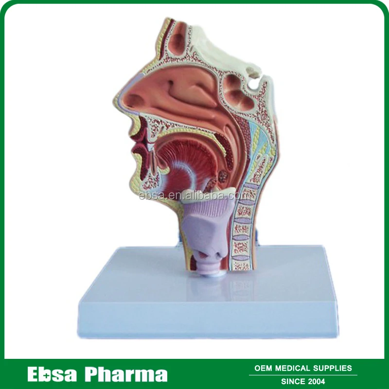 Advanced Medical Supplies Human Teaching Nasal Cavity Anatomy Model For School