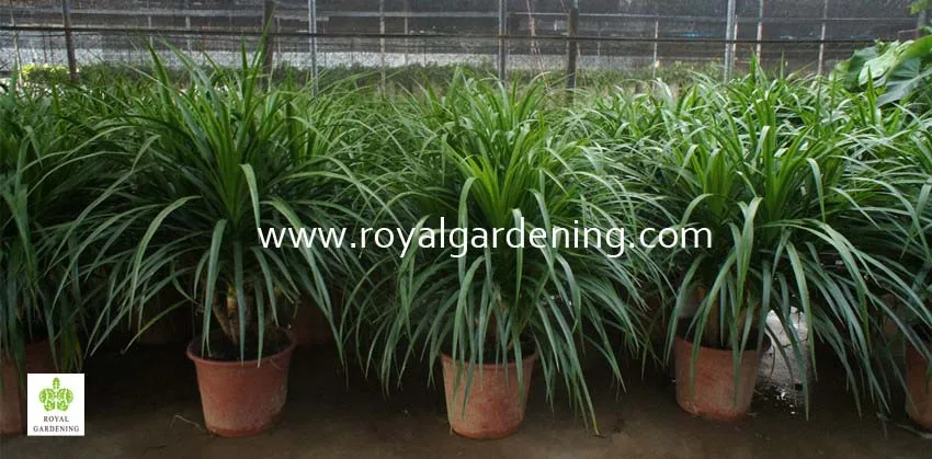 
Dracaena Draco,Dracaena angustifolia indoor plants 