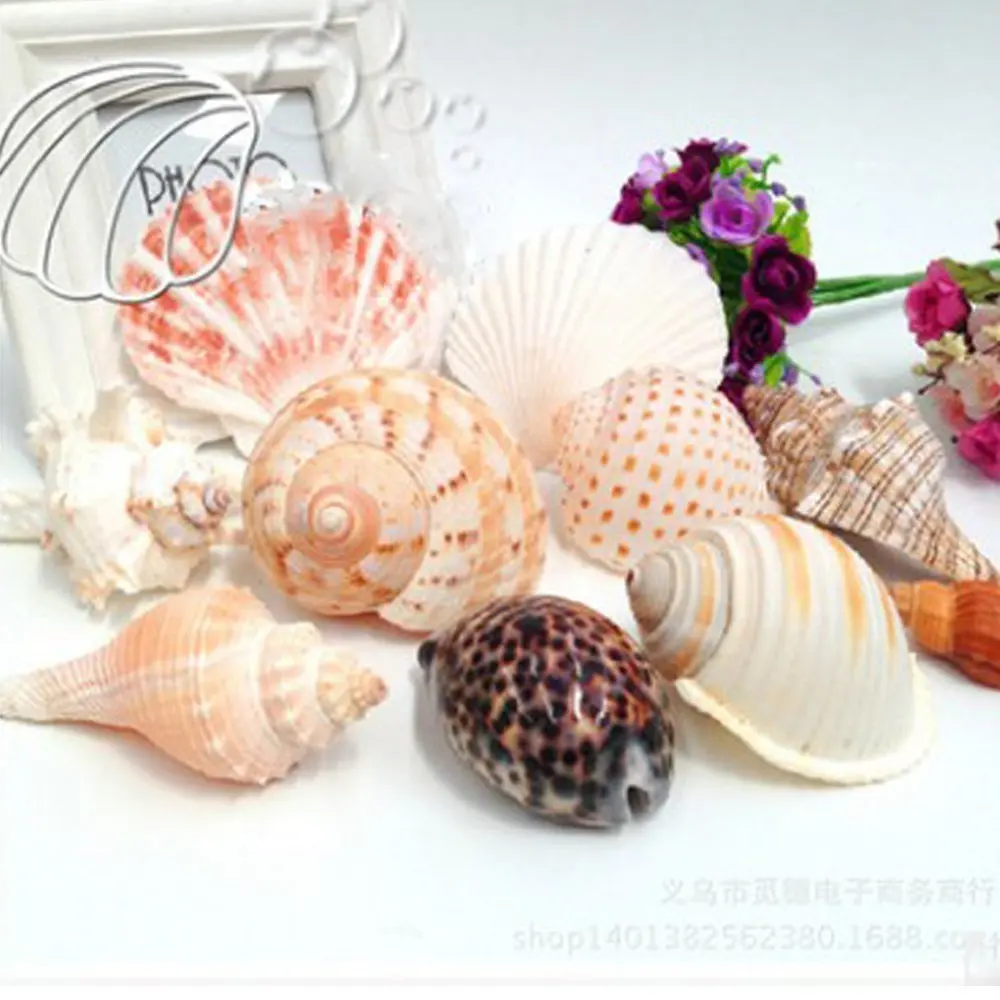 new products sea Theme Natural Colorful Shells Starfish sea decoration
