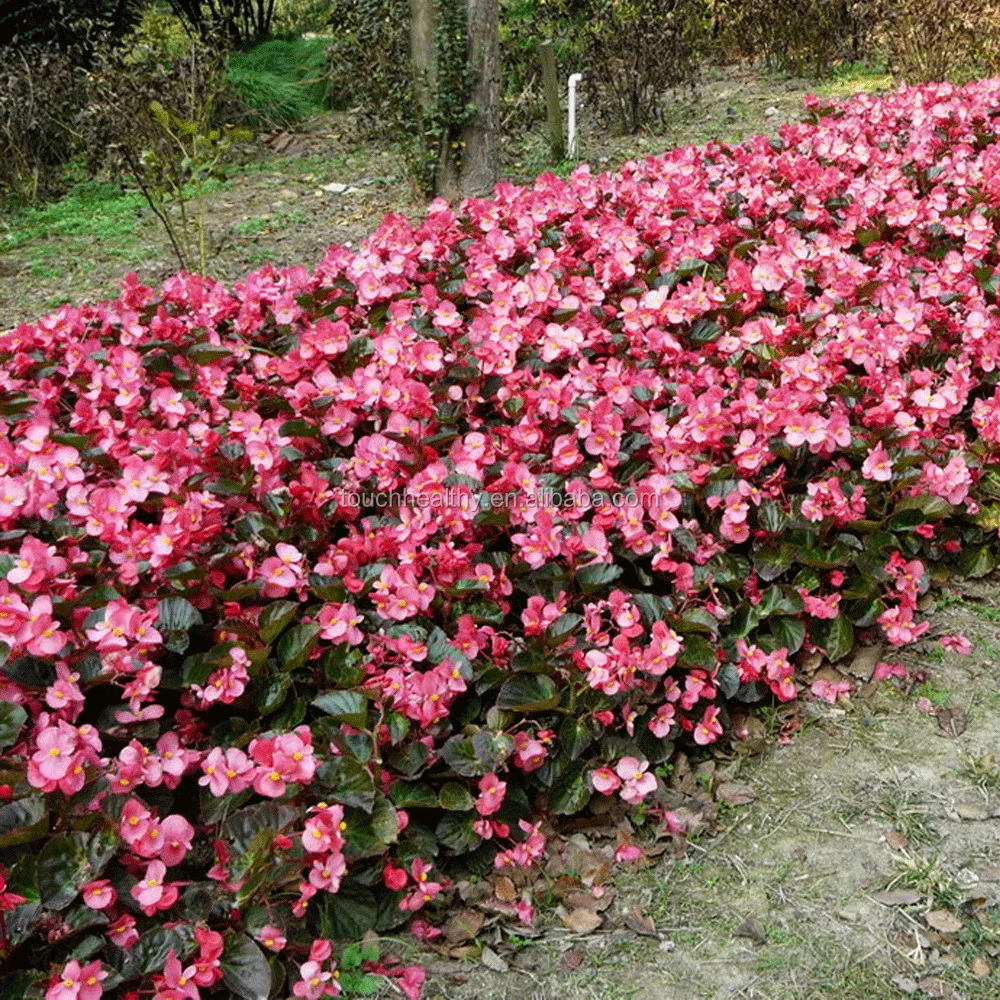 2021 Begonia flower seeds 250gram/bags