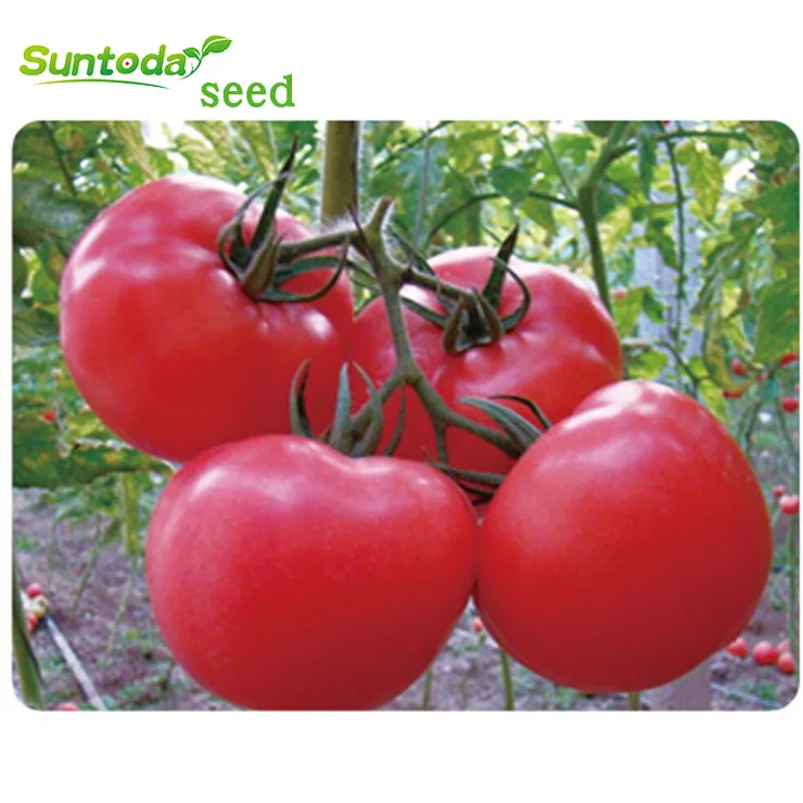 
Suntoday Indeterminate TY russian turkey big round hybrid tomato seeds 10gr/bag 