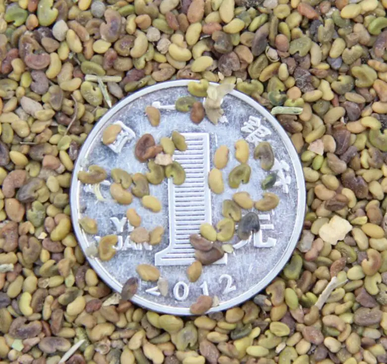 Natural pure animal feeding grass red purple flowers Medicago sativa seeds