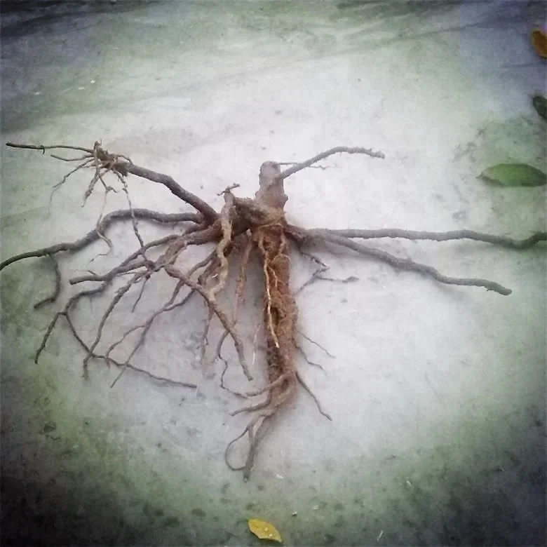 
Chinese supply pao tong tree paulownia hybrid shantong plants 