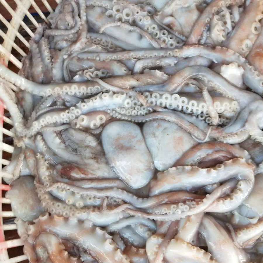 frozen long arm octopus 200-300g/300-500g, gutted or material