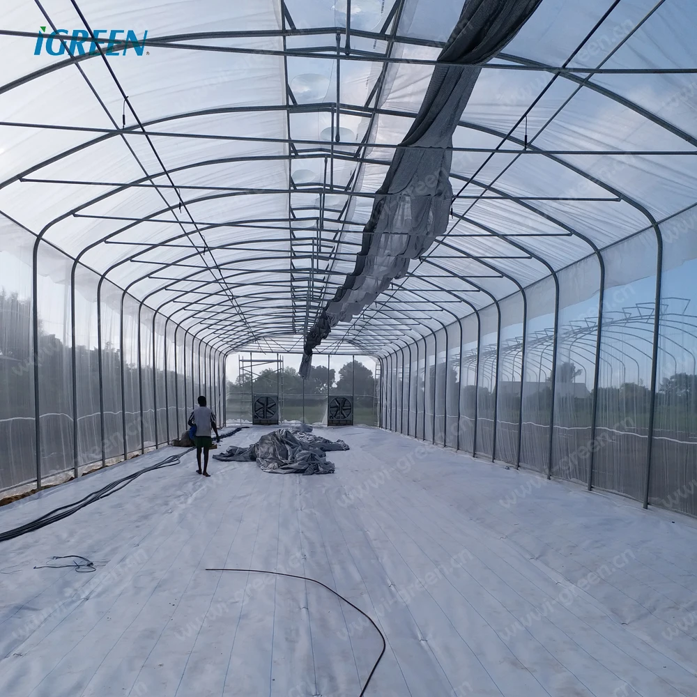 Commercial tropical roof vent single-span greenhouses for tomato, lettuce, pepper