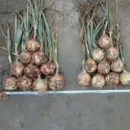 
yellow hybrid f1 onion seeds 