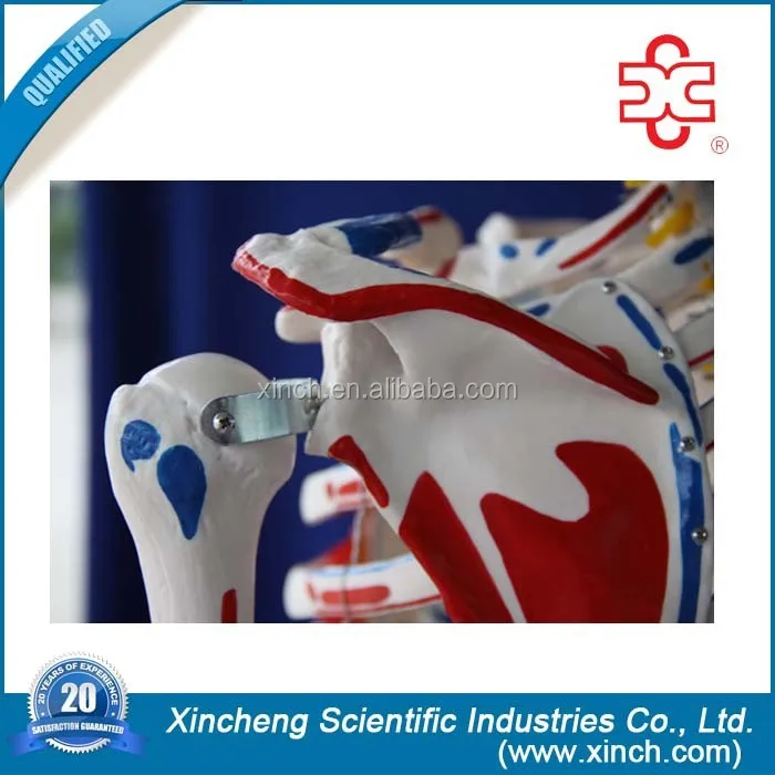 180cm Skeleton with Muscles and Ligaments Human skeleton anatomy model