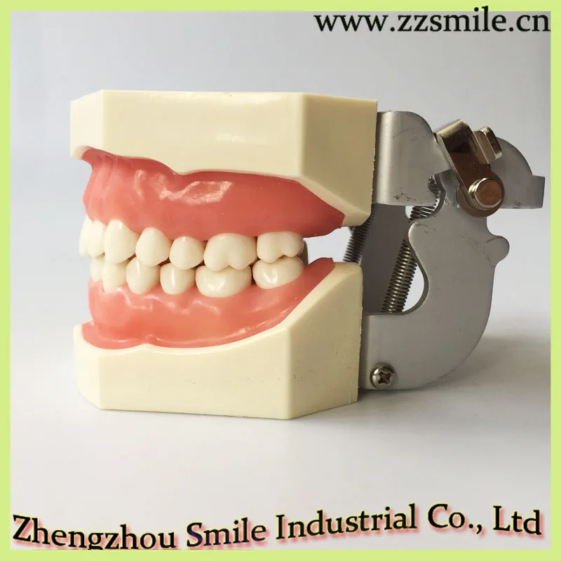 M8011 Standard Dental Tooth Model with 28 Screw in Teeth