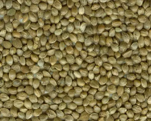 Hemp Seeds