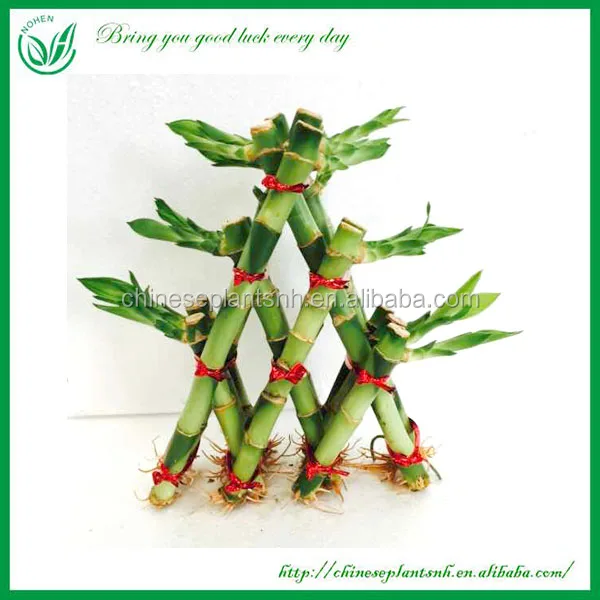
Pyramid shape Lucky Bamboo Feng Shui Plant for wholesale 