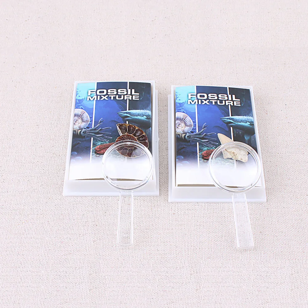 
Mix Marine Paleontology Fossil Specimen Minerala Fossil Teaching 