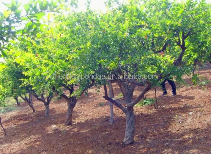 Red Sweet Pomegranate tree Fruit