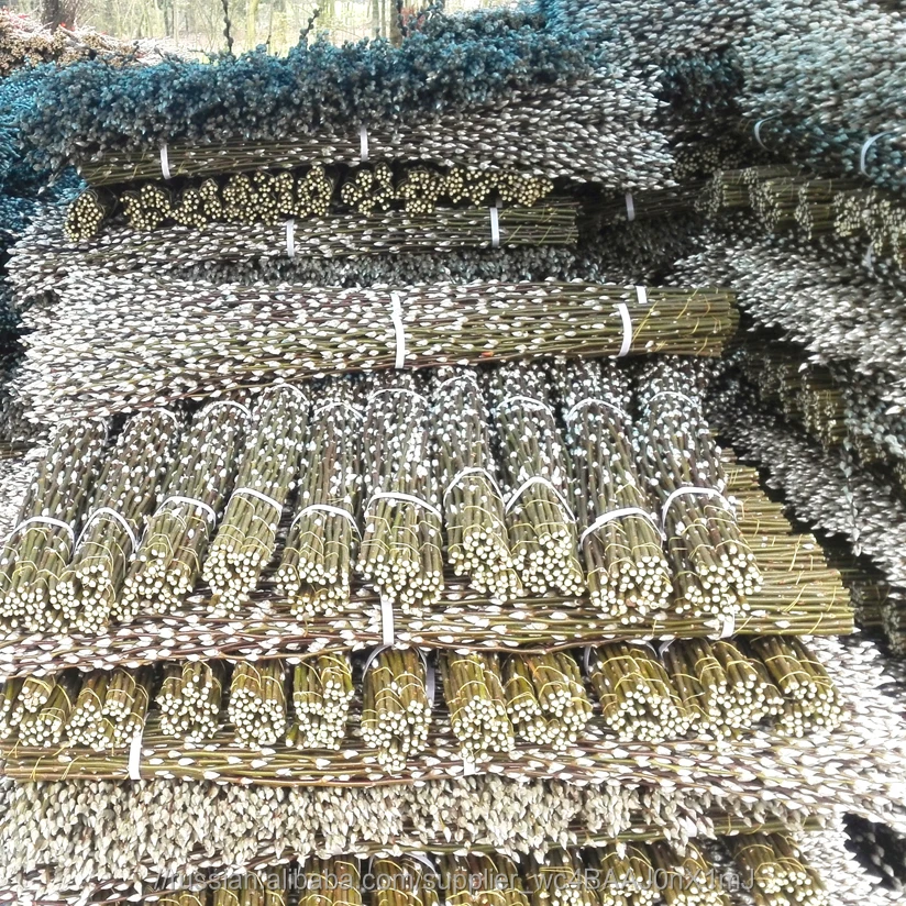 Лидер продаж свежих срезанных цветов белой ивы Salix обработки типа цветок для Празднование украшения дома