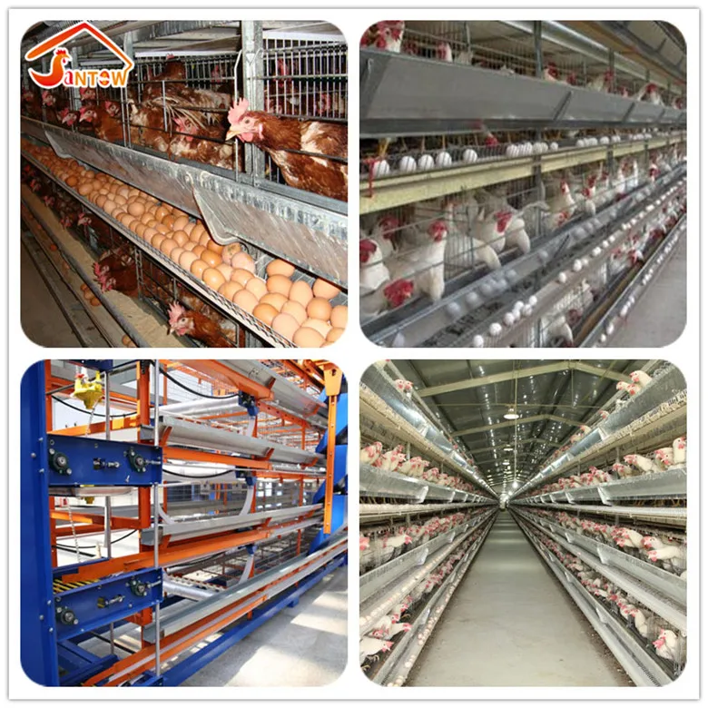 prefabricated chicken coop hen house for sale / metal wire mesh laying hen houses Vertical H-Type Frame