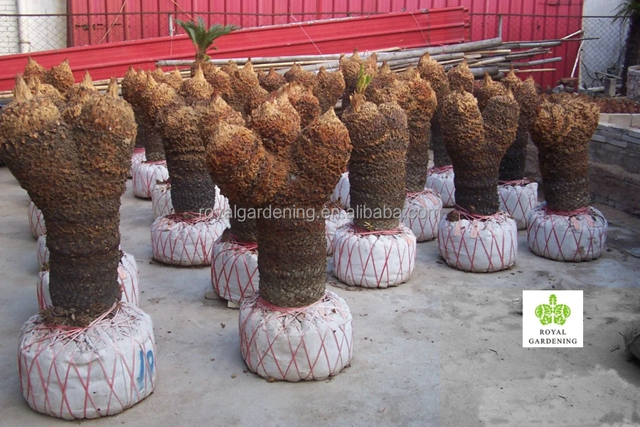
Cycas revoluta multi branches 