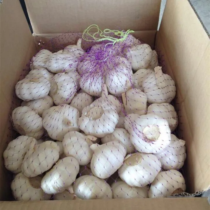 
dry garlic price in China garlic importers mesh bag garlic red 