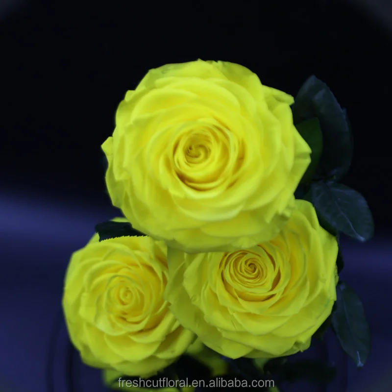 Wholesale Preserved Roses Preserved Roses With Stem in glass dome From Yunnan