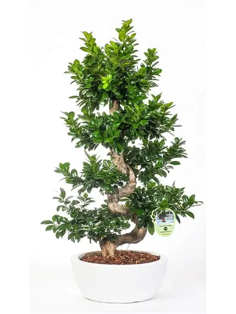 Nice shape Ficus microcarpa S shape H50cm