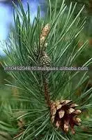 100% Original Quality Natural Pine Sylvestris Oil for Bulk Purchaser