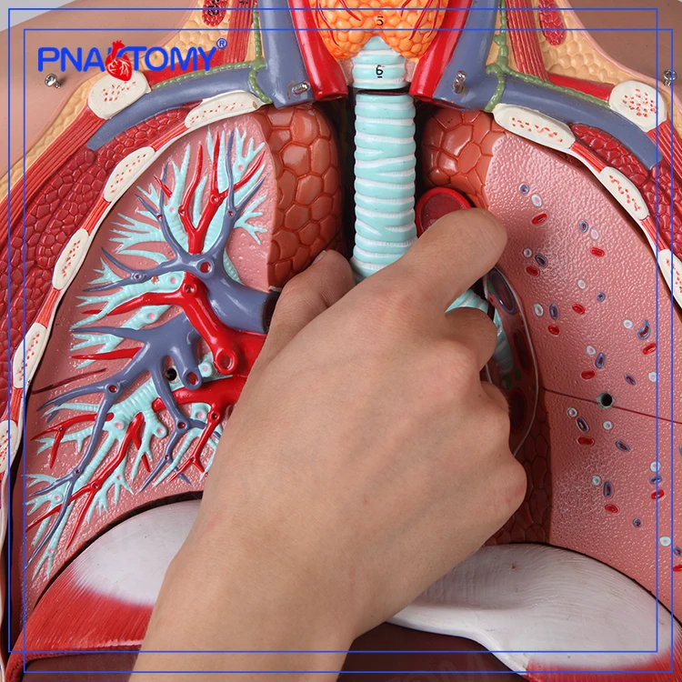 PNT-0301 human 85cm height torso model , open back , dual-sex , 28 parts anatomical model