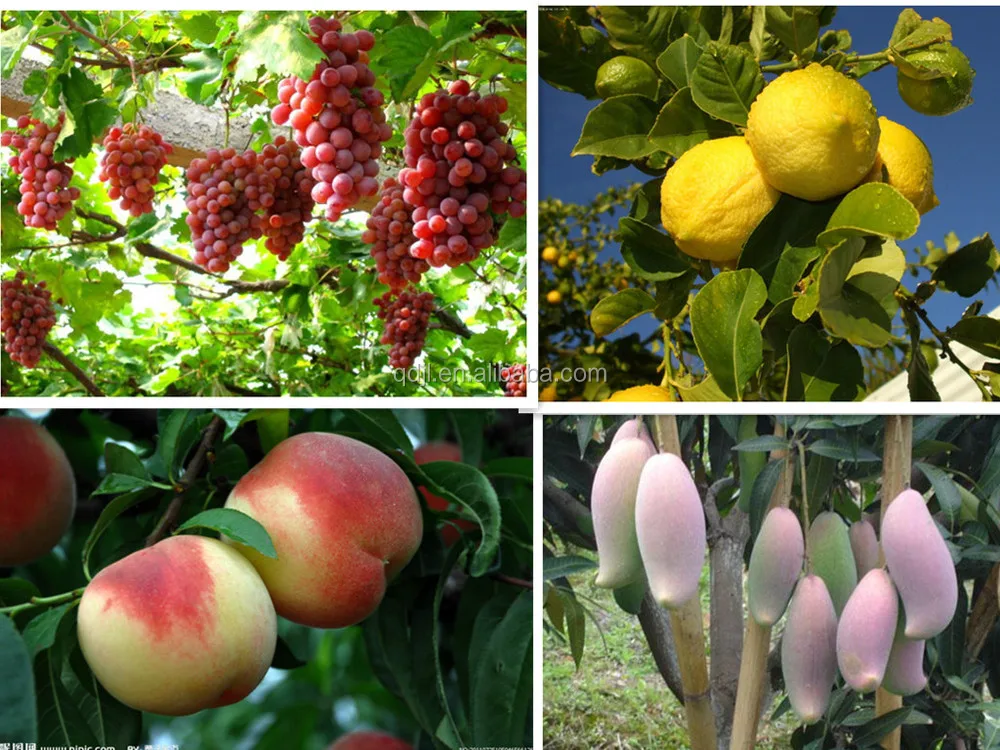 New High Quality Npk Fertilizer Prices Fertilizer Granular Npk Engrais Npk 15 15 15