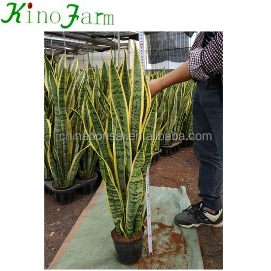 Hotsell Different Types Of Sansevieria
