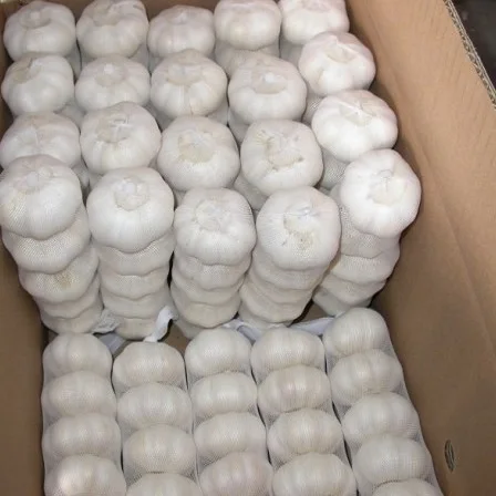 Chinese white garlic