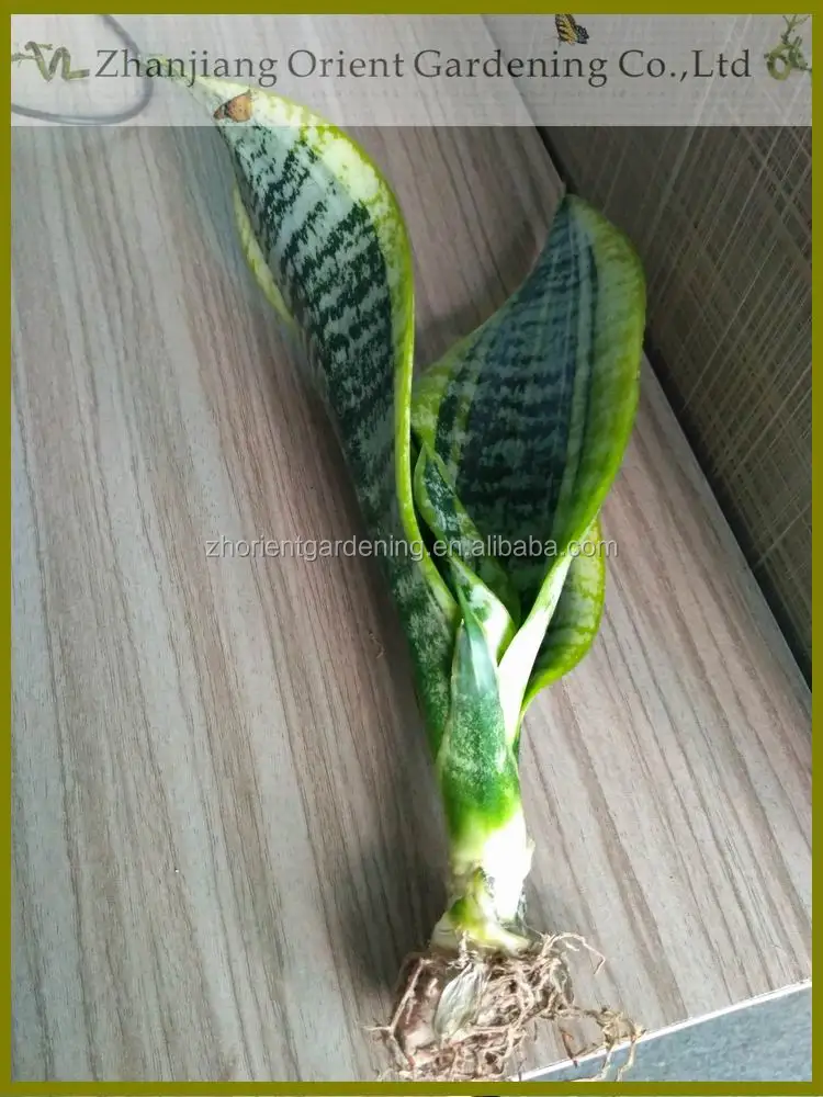  Sansevieria Trifasciata Golden