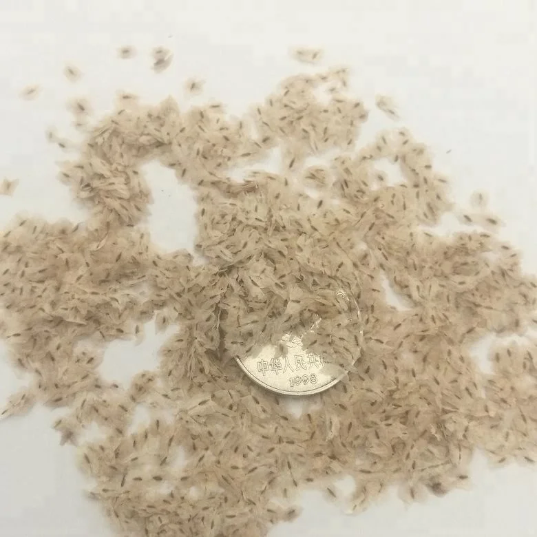 Китайское дерево pao tong, быстрорастущие гибридные семена пауловнии томентозы для посадки